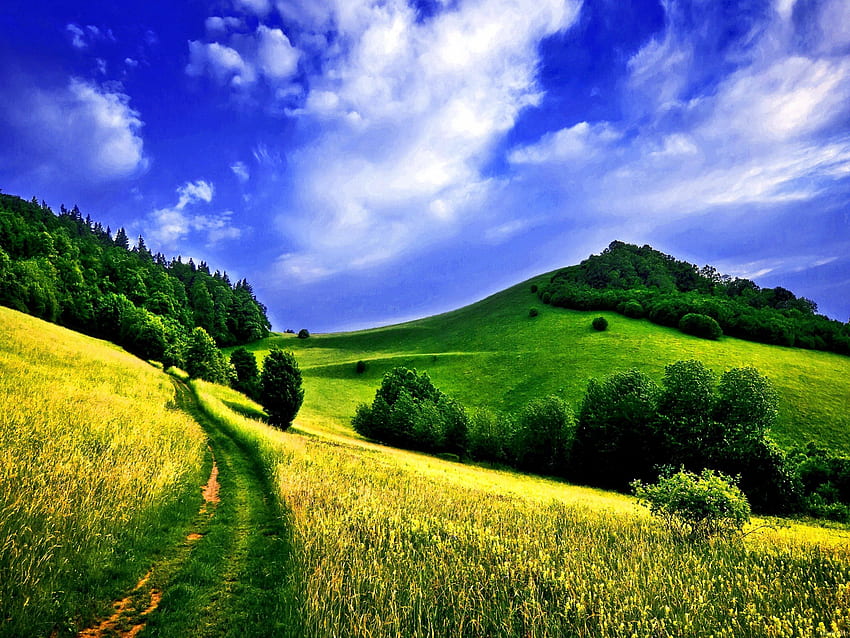 Camino a través del prado, dorado, colinas, camino, pendiente, prado, hermoso, hierba, montaña, verano, campo, verde, amarillo, nubes, árboles, naturaleza, cielo fondo de pantalla