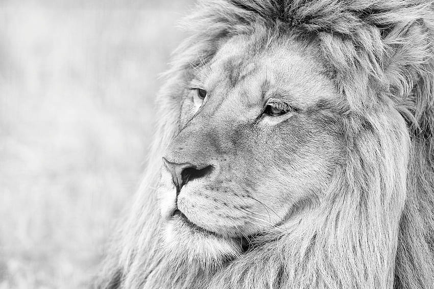 lion, muzzle, mane, eyes, predator, black white background, Grey Lion HD wallpaper