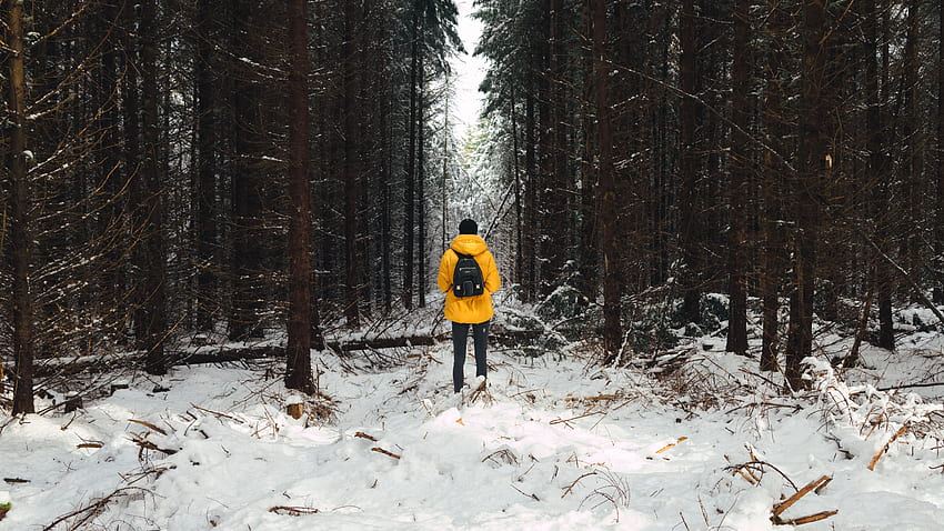 Zima, natura, drzewa, śnieg, las, człowiek, osoba Tapeta HD
