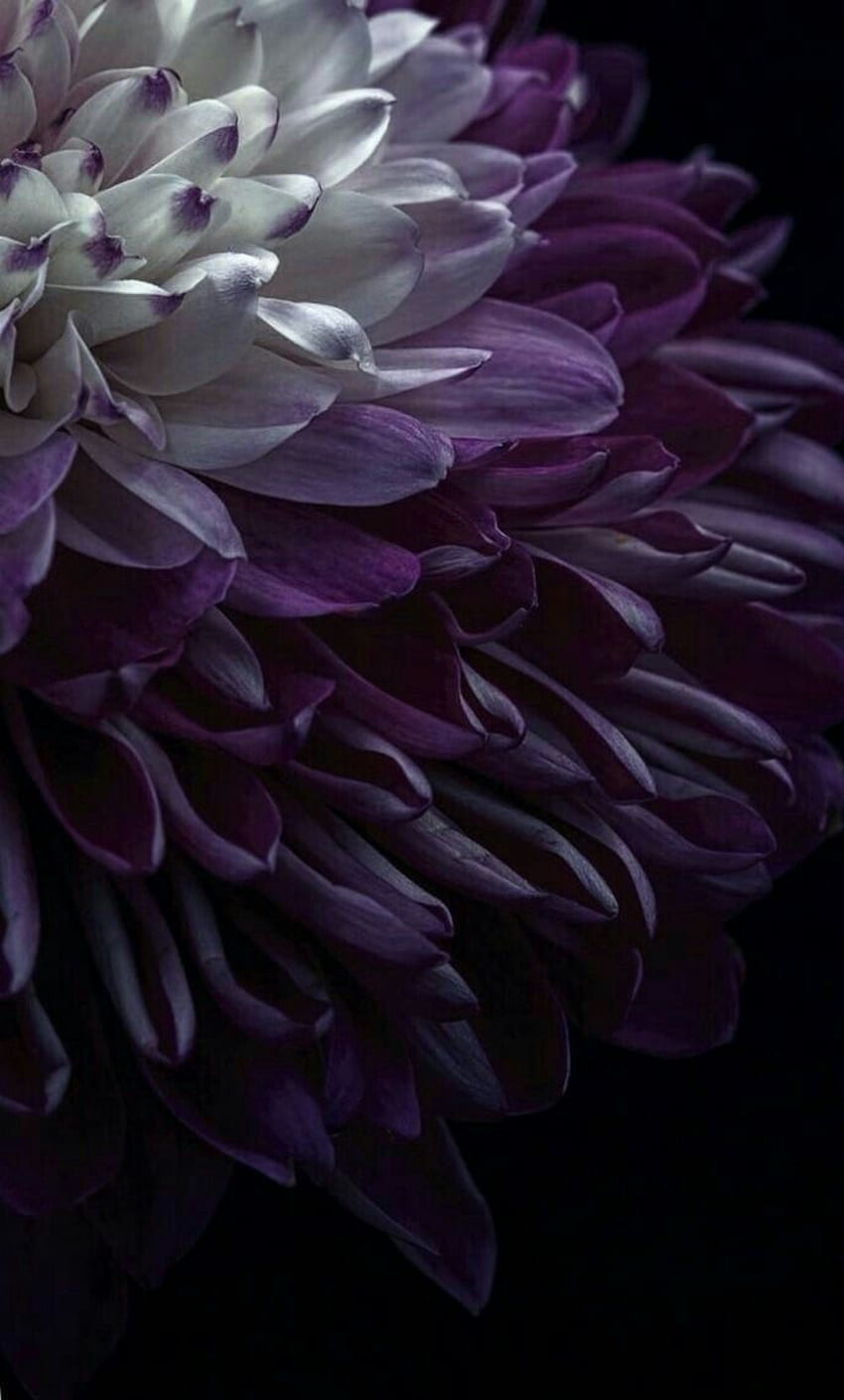 Alisa_Limeme บนดอกรัก ดอกไม้สีม่วง ดอกไม้อินเทรนด์ ดอกไม้ ดอกรักเร่สีดำ วอลล์เปเปอร์โทรศัพท์ HD