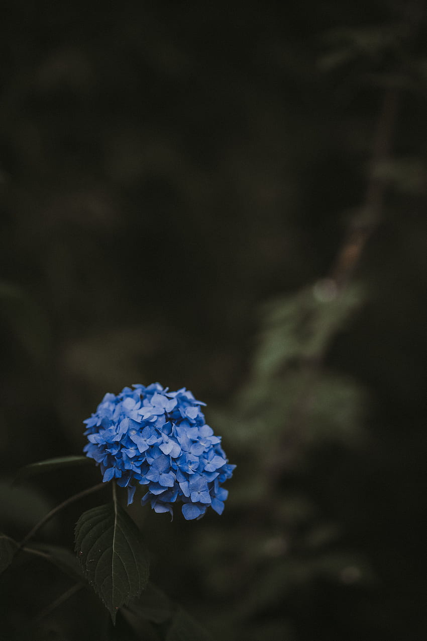 ดอกไม้ ใบไม้ เบลอ สมูท ไฮเดรนเยีย ช่อดอก ช่อดอก วอลล์เปเปอร์โทรศัพท์ HD