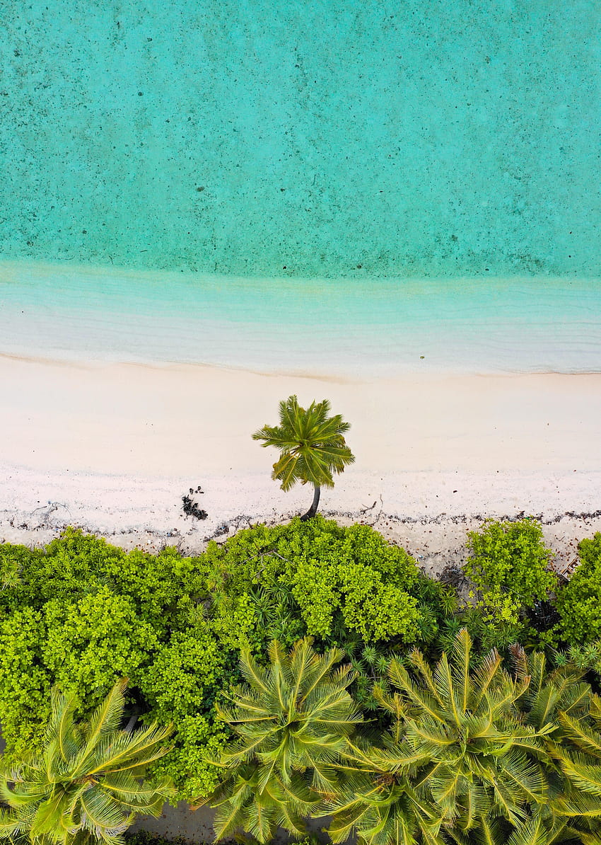 natureza, mar, praia, areia, palmeiras, vista de cima Papel de parede de celular HD
