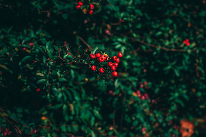 Nature, Berries, Wood, Tree, Blur, Smooth, Rowan HD wallpaper