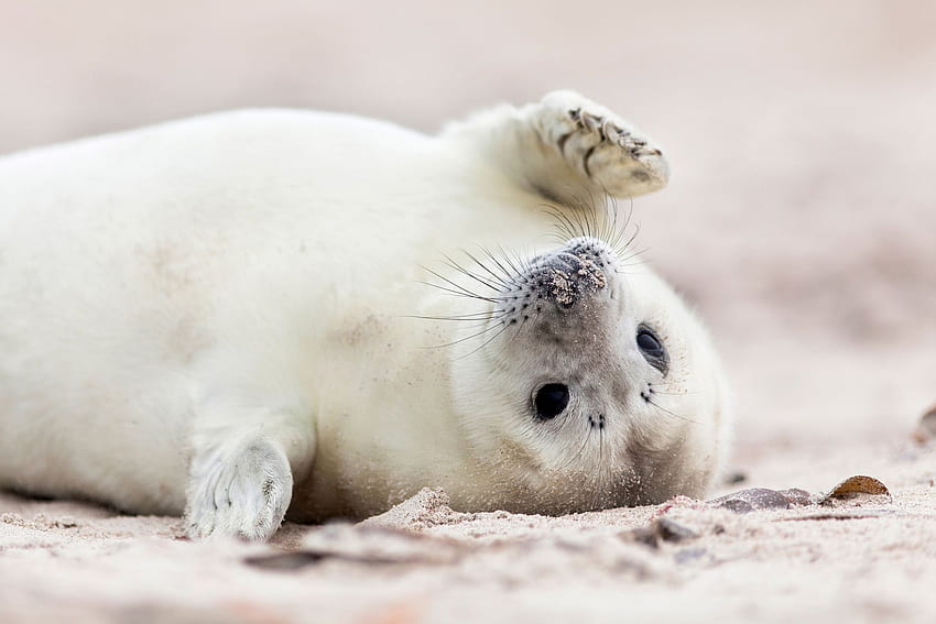 Baby Seals Cute White Furred Babies MyStart, Baby Harp Seal HD wallpaper