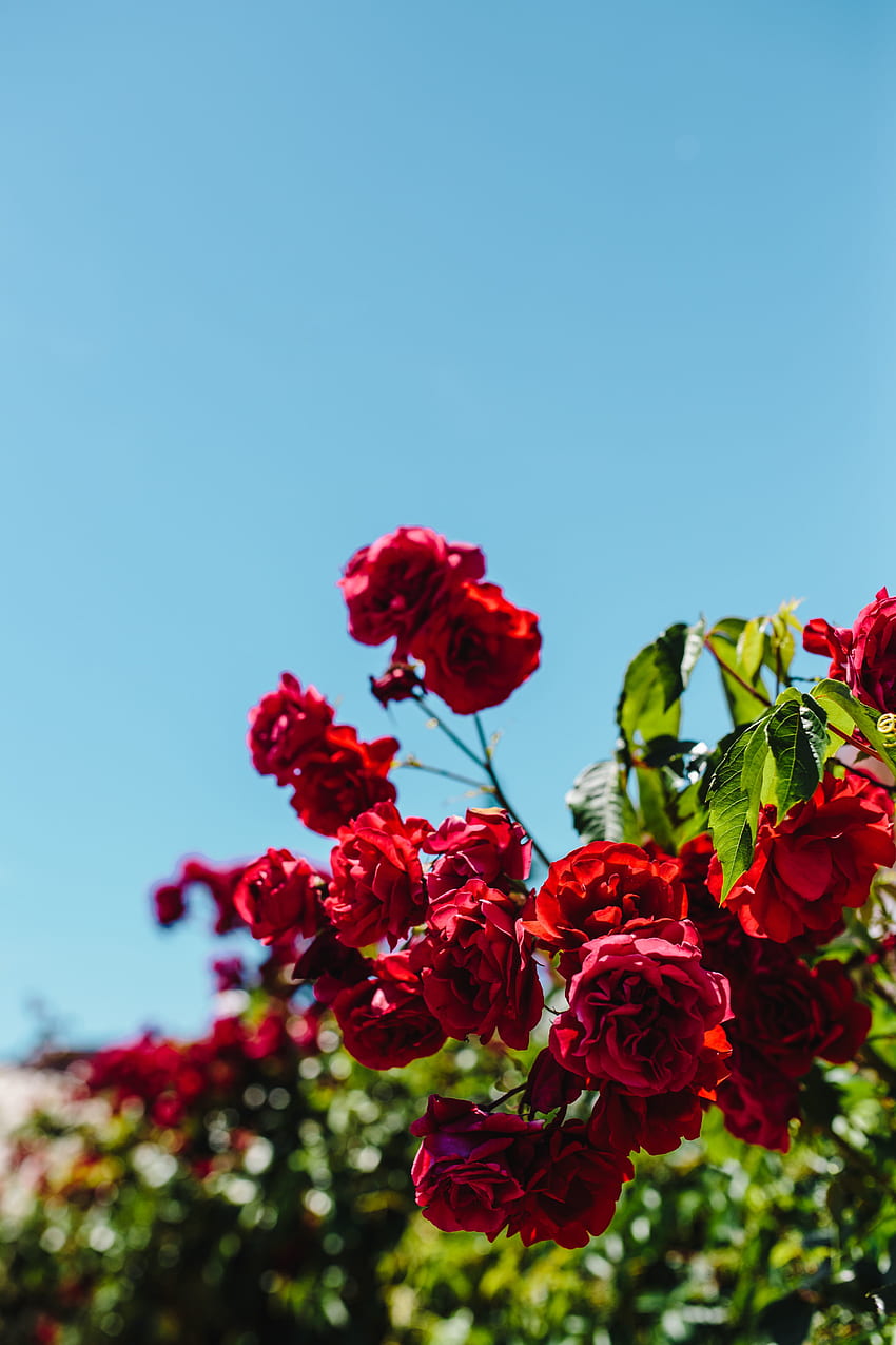 Flowers, Roses, Bush, Blur, Smooth, Bloom, Flowering HD phone wallpaper