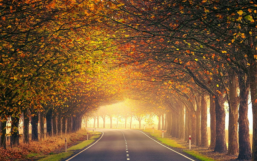 Autumn Road at New Zealand, leaves, alley, sunlight, fall, trees, colors HD wallpaper