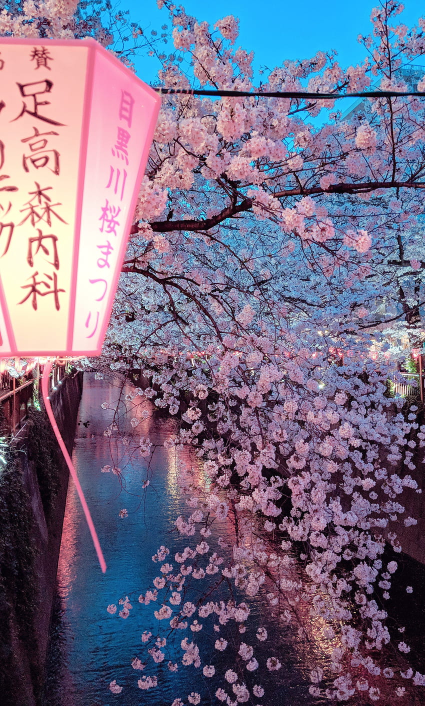 HD wallpaper cherry blossom night the city lights spring Japan Sakura   Wallpaper Flare