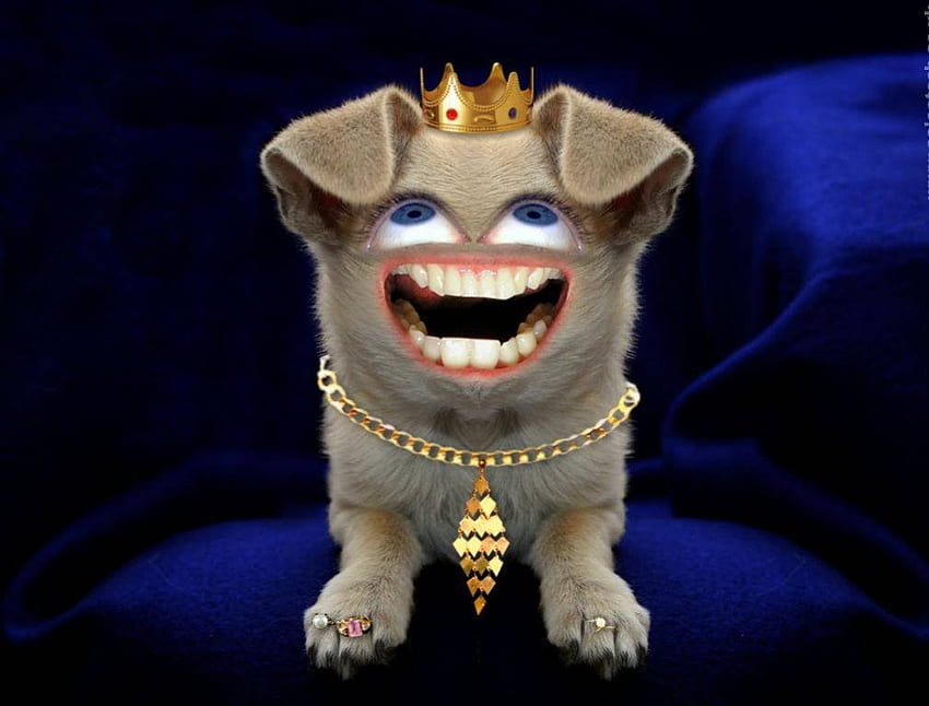 Усмихнато куче, куче, корона, усмихнато, абстрактно, бижута HD тапет