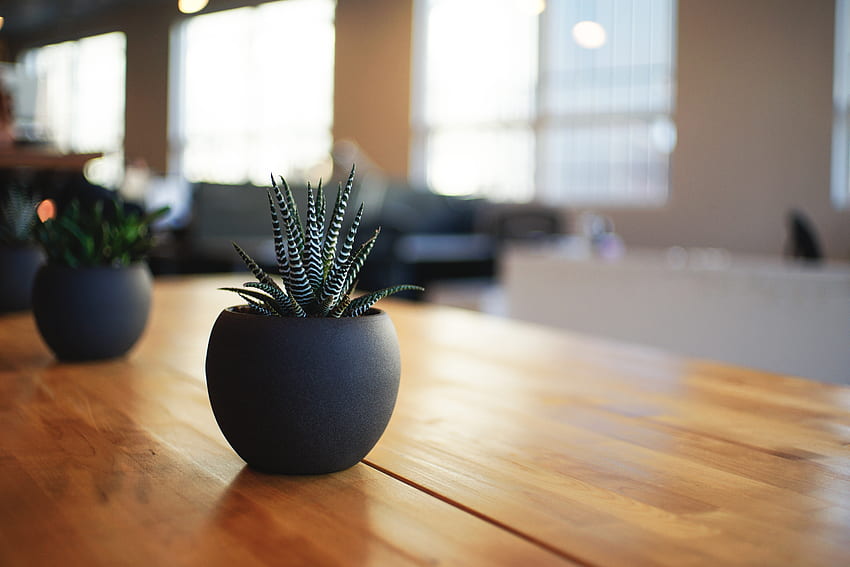 Table, Indoor Plant, Houseplant, Pot HD wallpaper