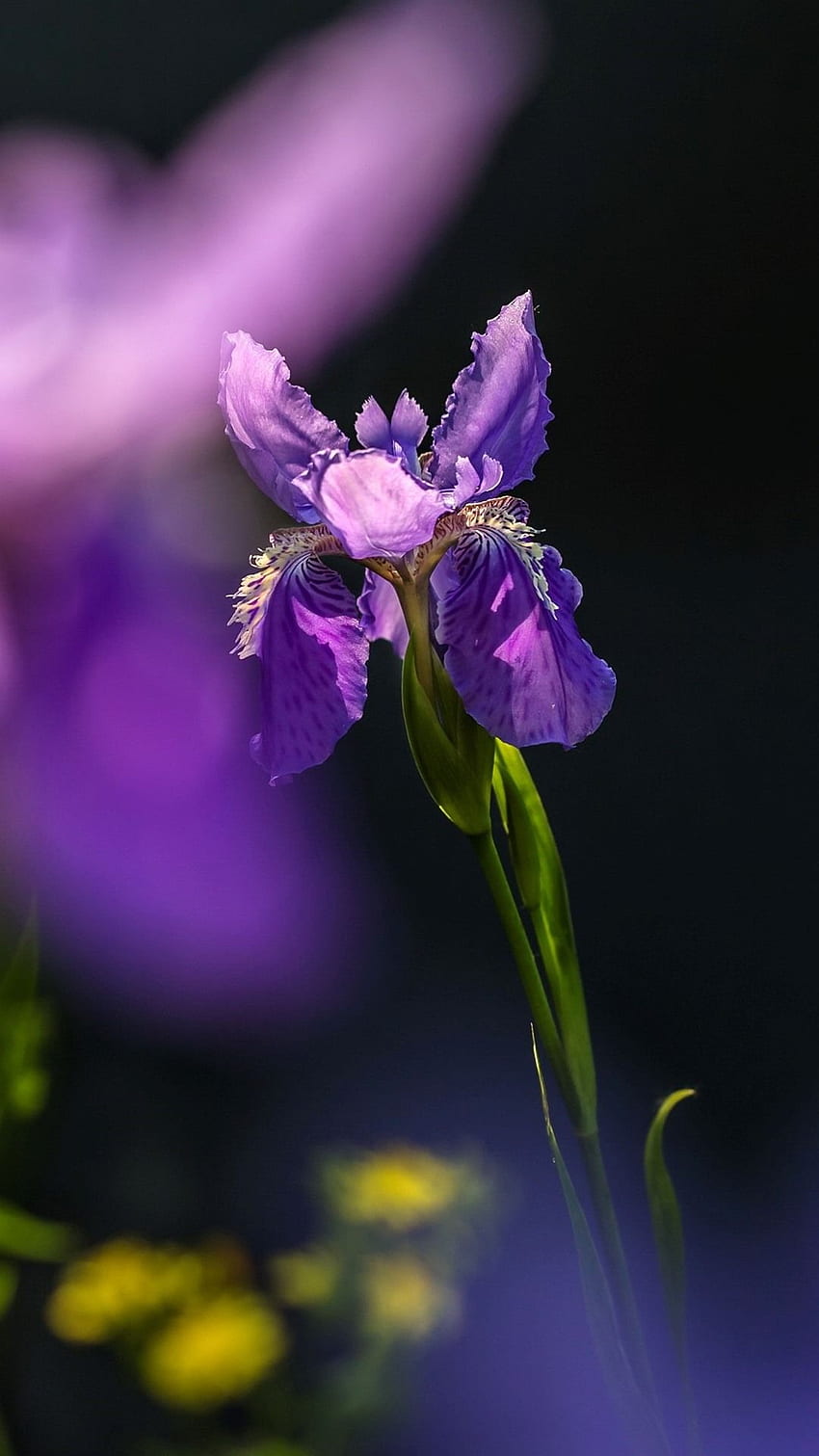 350+ Iris Pictures | Download Free Images on Unsplash