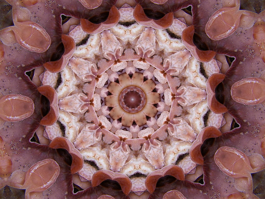 Mushroom Kaleidoscope, digital art, kaleidoscpe, fractal HD wallpaper