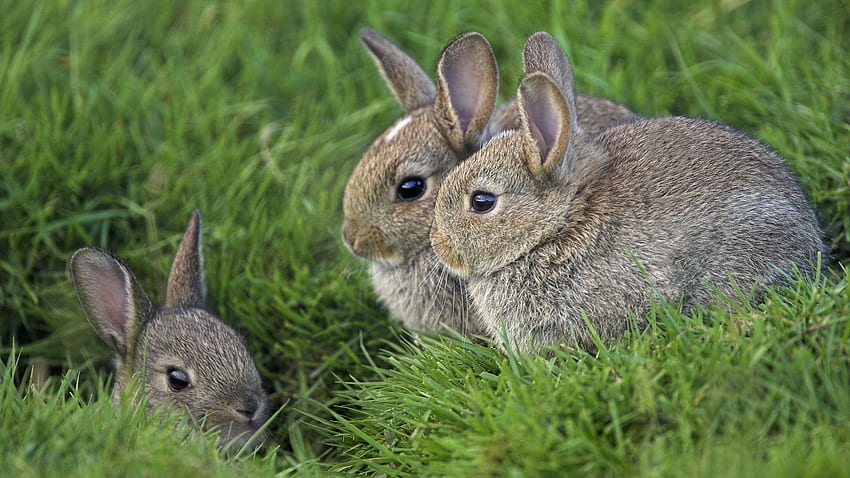 동물, 잔디, 토끼, 눈, 귀, 세 HD 월페이퍼