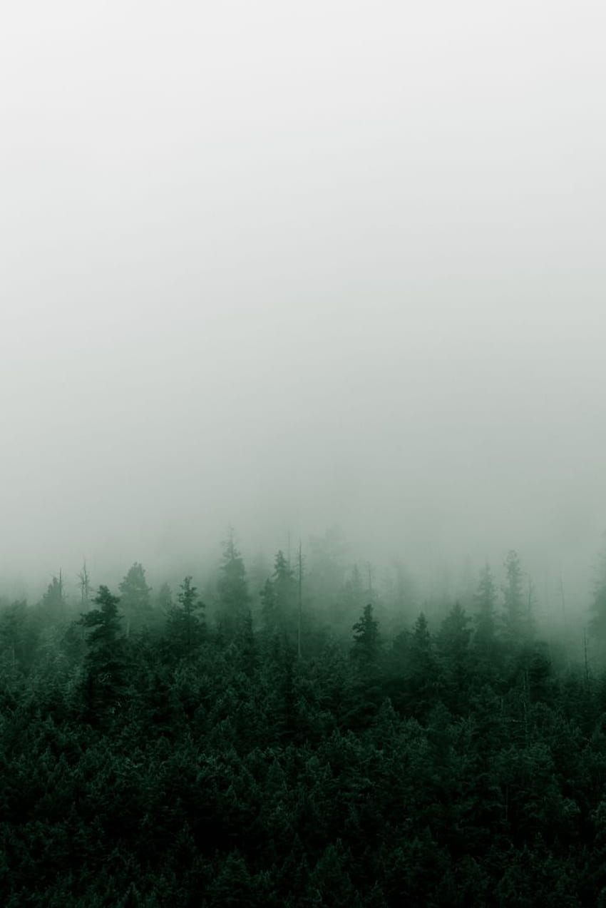 Misty Mountain Forest in the Rain. Dark green aesthetic, Fog graphy, Mountain aesthetic, Dark Rainy Mountain HD phone wallpaper