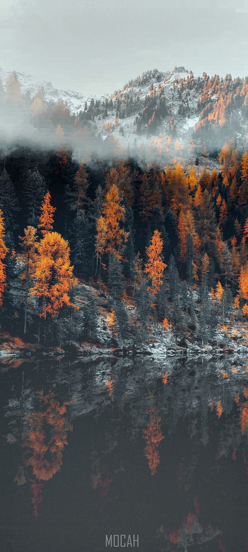 Reflection, Nature, Tree, Wilderness, Leaf, Xiaomi Redmi K30 Pro full , . Mocah, 1080x2400 Nature HD phone wallpaper