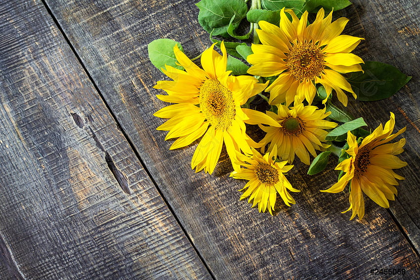 Sunflower background Harvest a sunflower on a rustic table Top - stock, Rustic Daisy HD wallpaper