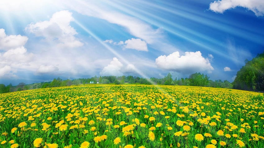 Spring Coming Up, blue sky, house, trees, meadow, yellow flowers, white clouds, sun rays HD wallpaper