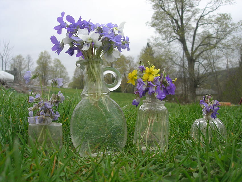 теменужки за анказимона, вази, поляна, природа, пролет, теменужки HD тапет