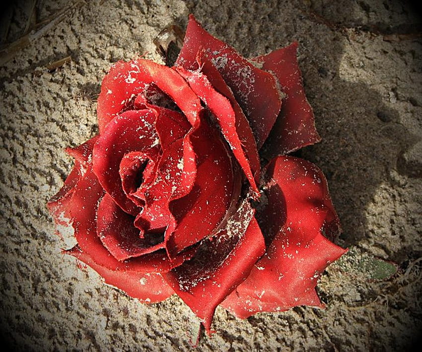 Pretty rose, for nini55rose (Cinzia), rose, sand, red, flower HD wallpaper