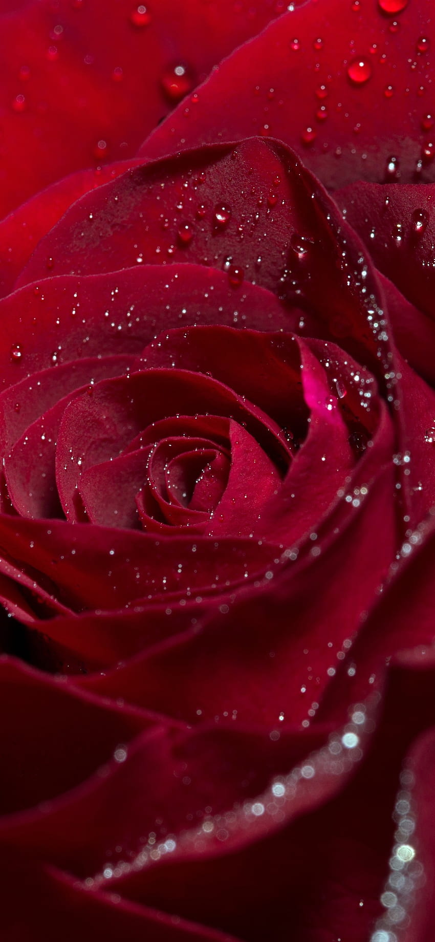 赤いバラ, 花, 花びら, 水滴, IPhone 11 Pro XS Max, 背景, , 血まみれの花 HD電話の壁紙