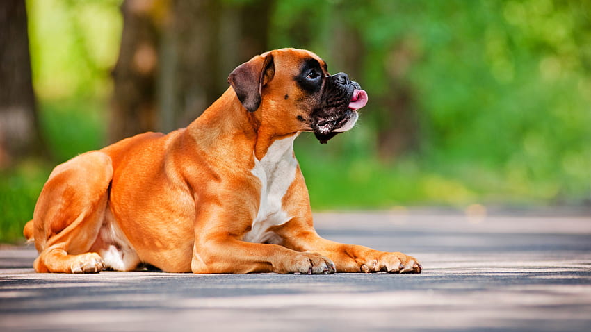 Overweight Boxer Dog (Page 1), Boxer Puppy HD wallpaper