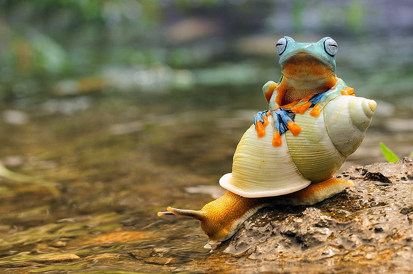 Frosch und Schnecke, Sommer, Amphibie, Frosch, Orange, Schnecke, Wasser HD-Hintergrundbild