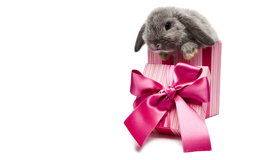 Animals, Holidays, Rodents, Rabbits HD wallpaper