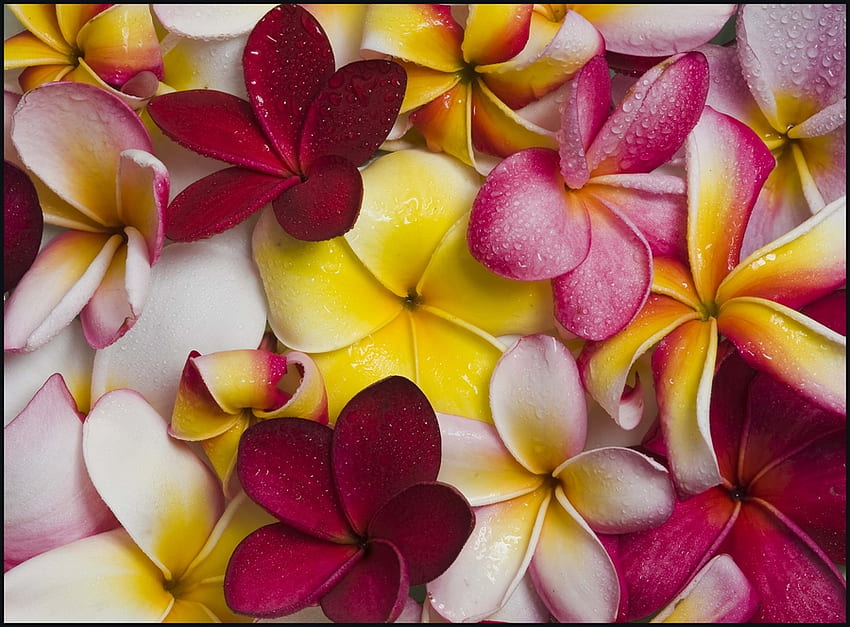 Colors, colorful, wet, petals, flowers, water drops, beauty HD wallpaper