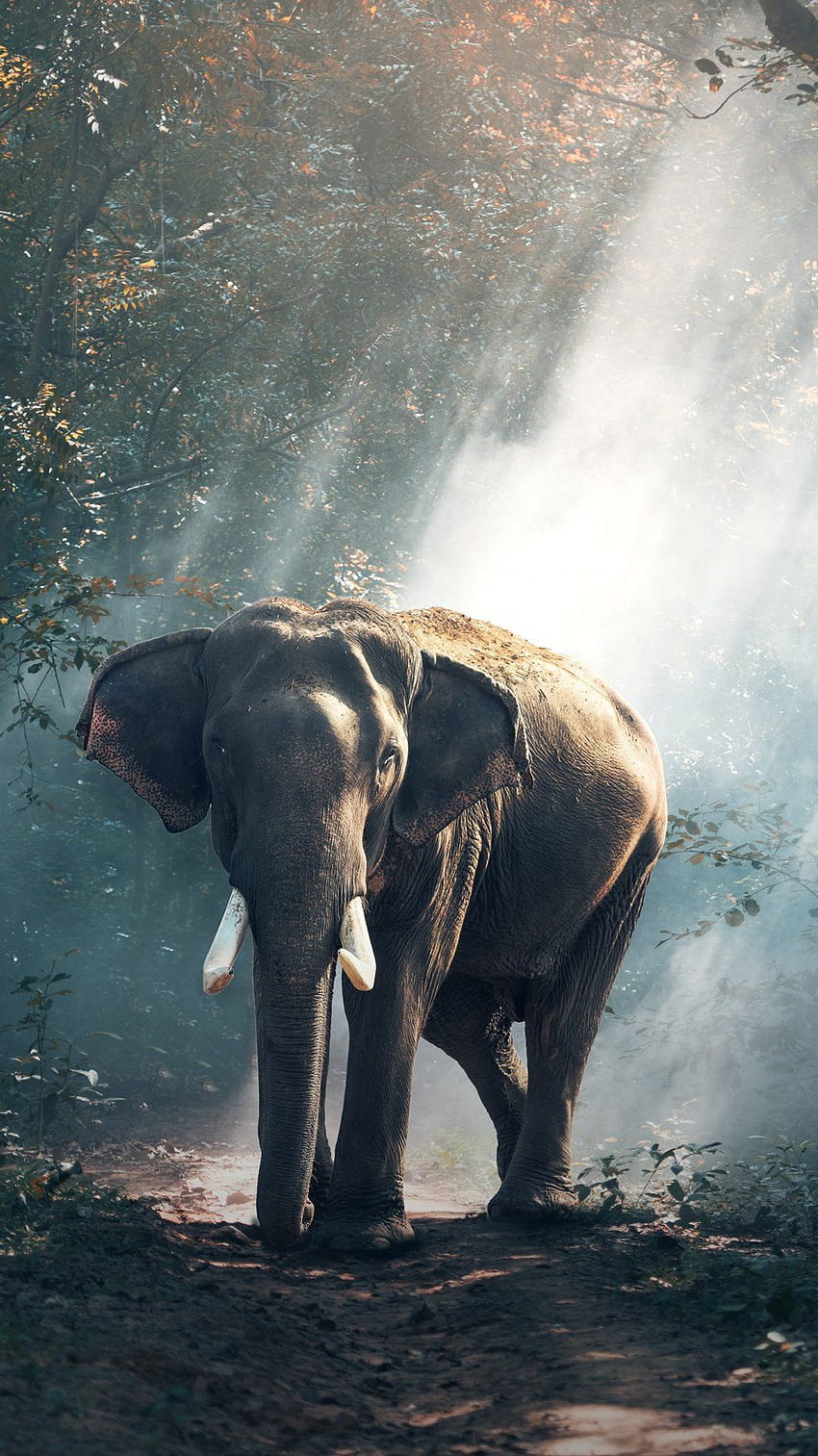 Gajah Asia -, Latar Belakang Gajah Asia di Kelelawar, Gajah Kerala wallpaper ponsel HD
