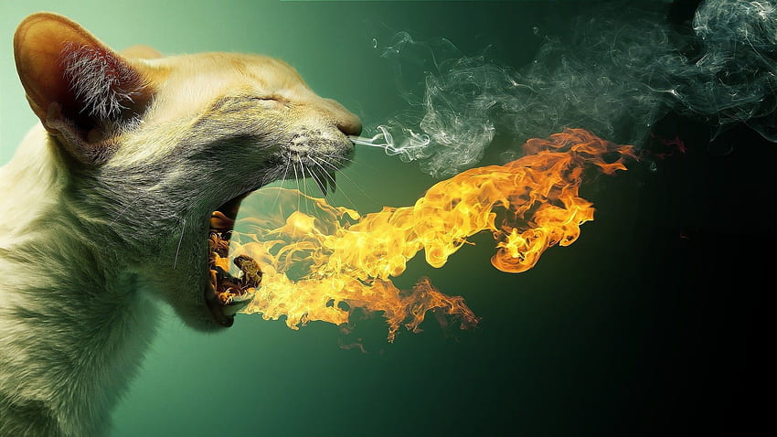 cat, Fire, Smoke, Animals, Manipulation / and Mobile Background HD wallpaper