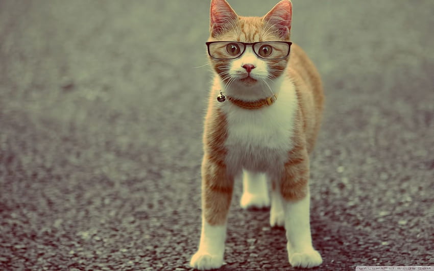 Geek Cat Ultra Background for : Tablet, Glasses Cat Galaxy HD wallpaper