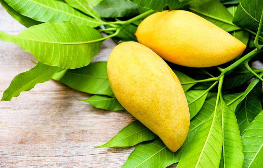 hojas, amarillo, mango, dos para , sección еда -, Mango Tree fondo de pantalla