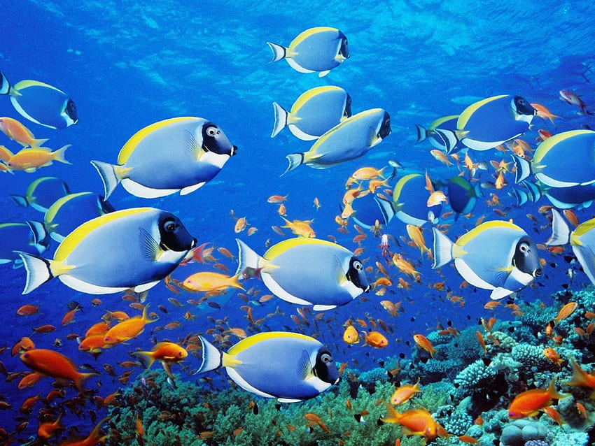 Animals, Sea, Fishes HD wallpaper
