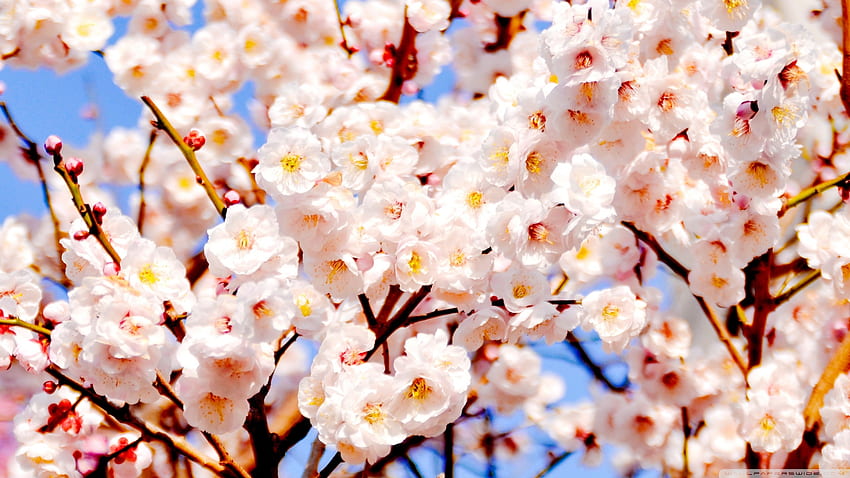 White Plum Blossoms Ultra Background para: Widescreen & UltraWide & Laptop: Multi Display, Monitor Duplo: Tablet: Smartphone papel de parede HD