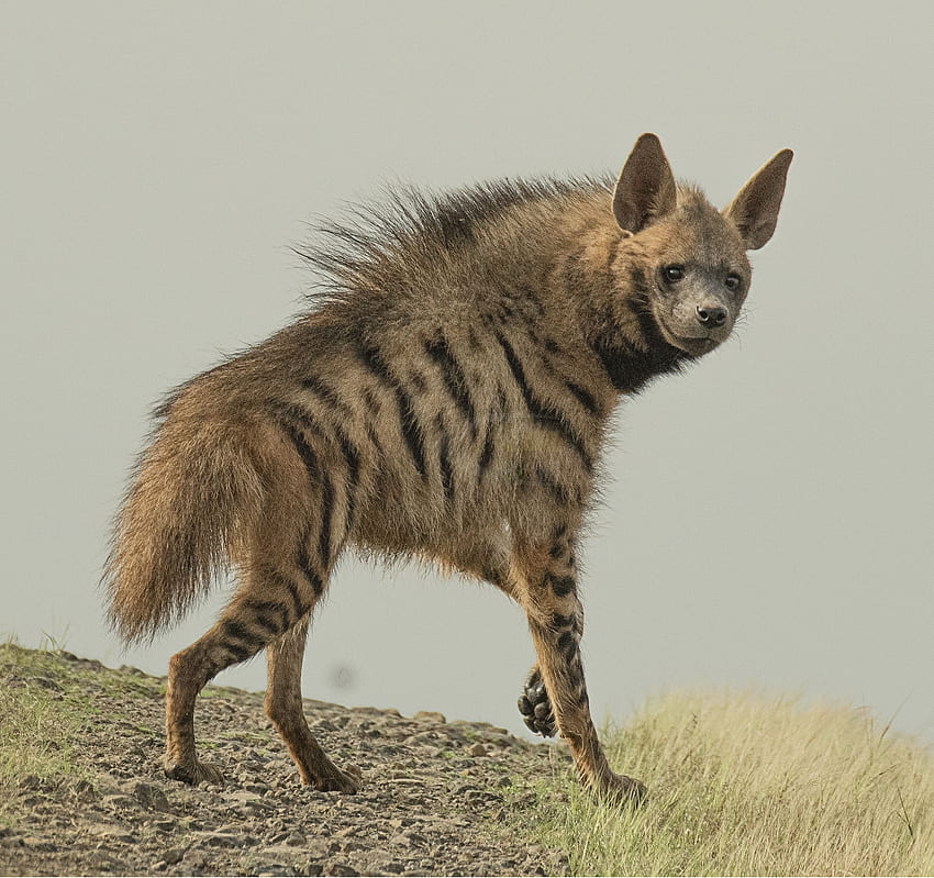 Striped hyena, Baby Hyena HD wallpaper