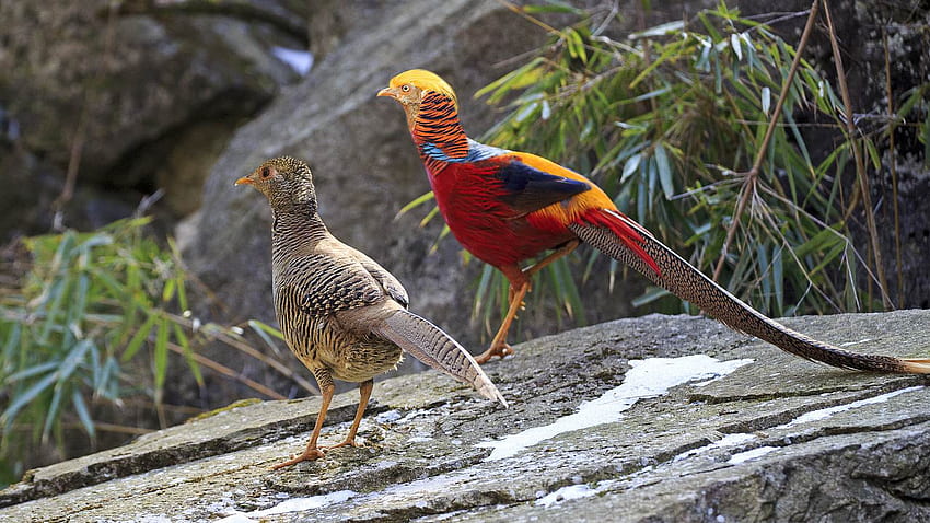 Wildlife of China: The auspicious bird, Golden Pheasant HD wallpaper