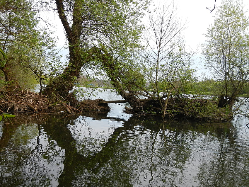 자연, 나무, 섬, 연못, 작은 섬 HD 월페이퍼