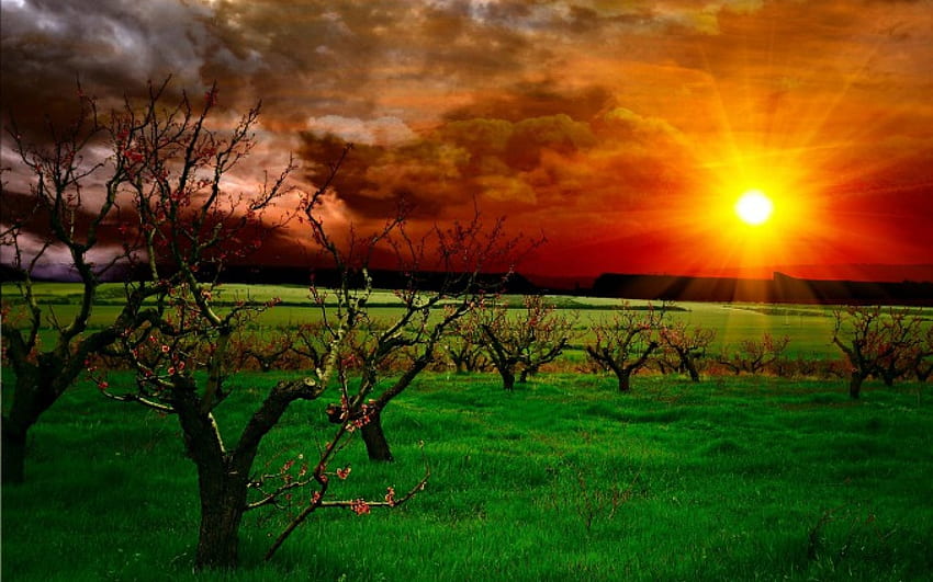 Sonnenuntergang, Strahlen, bunt, Sonnenlicht, roter Himmel, Farben, Sonnenstrahlen, friedlich, roter Sonnenuntergang, Schönheit, Bäume, erstaunlich, Sonne, Landschaft, schön, Gras, Baum, Sonnenstrahlen, Feld, grün, Aussicht, Wolken, Natur, Himmel, schön, Pracht HD-Hintergrundbild