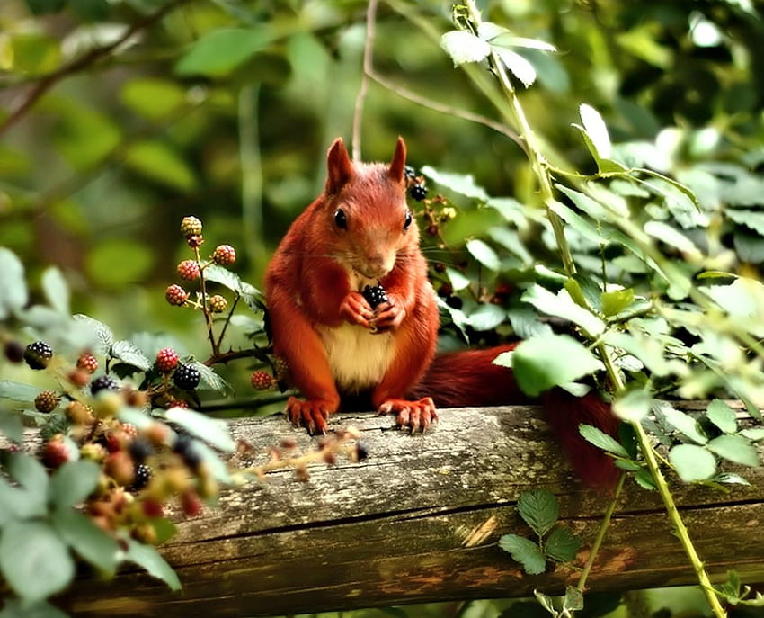 wiewiórka czerwona, urocza, zwierzę, wiewiórka, czerwona Tapeta HD