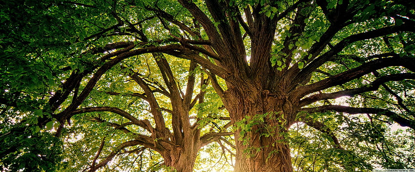 Árvores pré-históricas, botânica, saudável, velho, marrom, pré-histórico, verde, galhos, árvores, floresta, troncos papel de parede HD