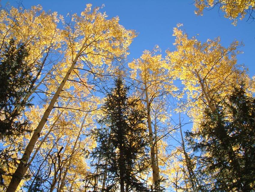 Looking to the Skies, trees, sky, aspen, forest HD wallpaper