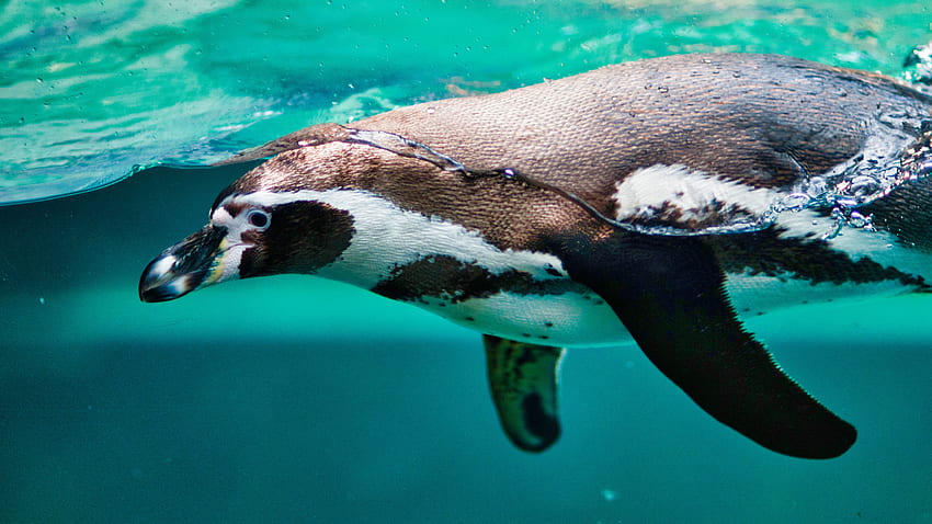 Penguin In Aquarium - Penguin - - teahub.io HD wallpaper