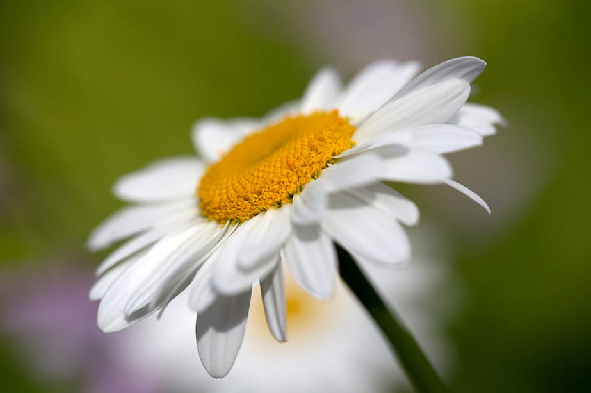 Spring Time for Your Website, Rustic Daisy HD wallpaper