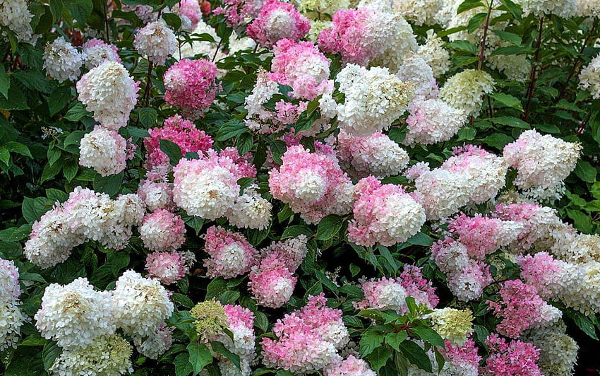 Хортензии, Латвия, розови, цветя HD тапет