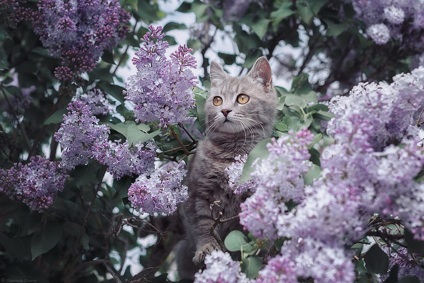 :), animal, purple, pisici, flower, cat, spring, tree, lilac, pet HD wallpaper