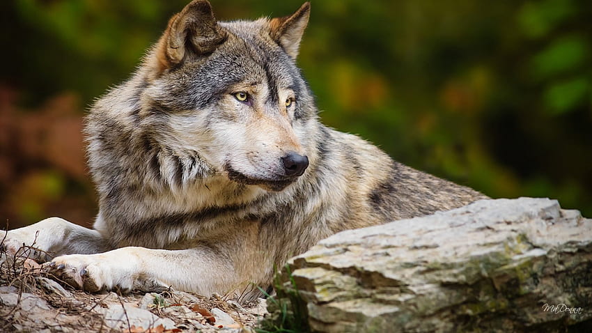 Oglądanie Wilk, pies, las, upadek, jesień, psi, wilk, dziki, las Tapeta HD