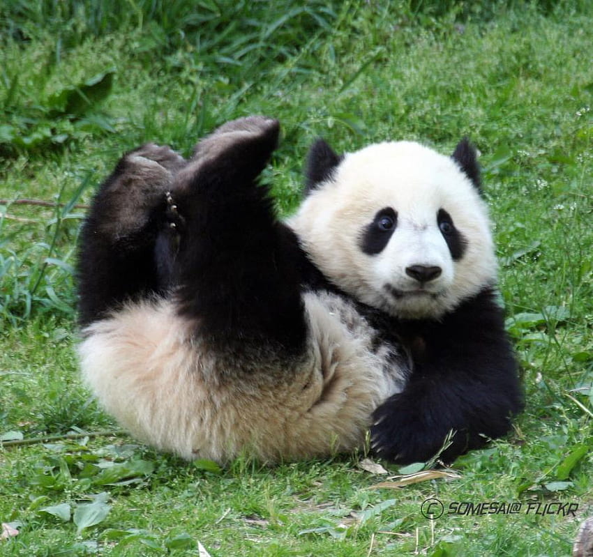 Panda took a Tumble, white, black, bear, cute, funny, silly, tumble, panda HD wallpaper