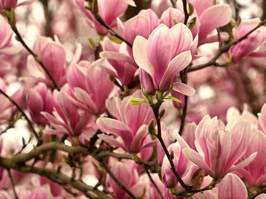 ต้นไม้ดอกไม้ 5 อันดับต้นฤดูใบไม้ผลิบานพุ่มไม้และต้นไม้ดอกไม้สีชมพูในฤดูใบไม้ผลิ วอลล์เปเปอร์ HD