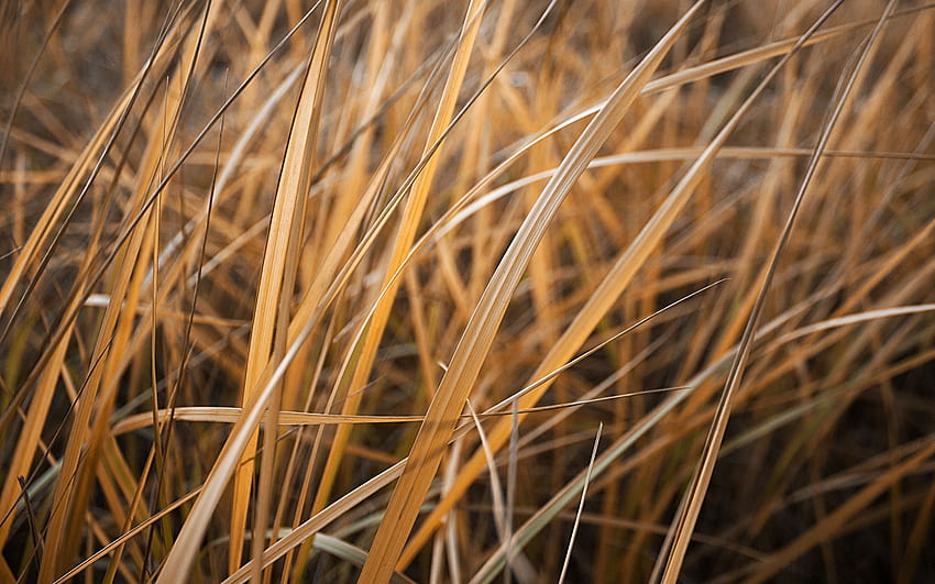 nice Dry Grass . Grass , Grass, background, Tall Grass HD wallpaper