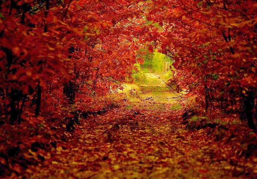 秋のアーチ、アーチ、グリー、明るい葉、赤、木々、秋、オレンジ、ゴールド 高画質の壁紙