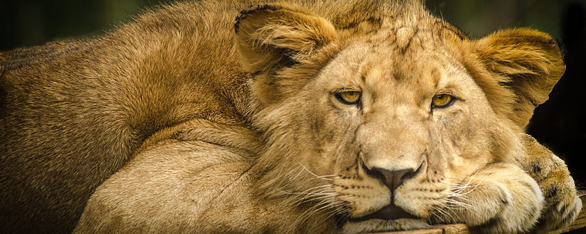 Lion, Predator, Calm, Sit, , , Background, 6552db, Sad Lion HD wallpaper